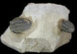 Hollardops & Barrandeops Trilobite Association - Top Quality #56252-2